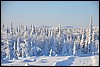 van Porontimajoki naar Ruka, Oulanka NP, Finland , zaterdag 12 februari 2011