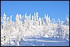 van Porontimajoki naar Ruka, Oulanka NP, Finland , zaterdag 12 februari 2011