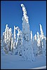 van Porontimajoki naar Ruka, Oulanka NP, Finland , zaterdag 12 februari 2011