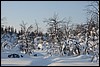 dagtocht Outtakka, Pallas, Finland , zondag 6 maart 2016