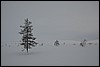 van Hannukuru naar Sioskuru, Pallas, Finland , zondag 6 maart 2016