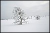 van Hannukuru naar Sioskuru, Pallas, Finland , zondag 6 maart 2016