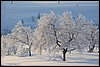 van Sioskuru naar Hetta, Finland , zondag 6 maart 2016