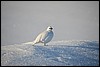 Sneeuwhoen, Pallas, Finland , zondag 6 maart 2016