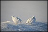 Sneeuwhoen, Pallas, Finland , zondag 6 maart 2016