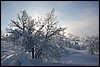 van Sioskuru naar Hetta, Finland , zondag 6 maart 2016