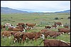 onderweg van Puerto Natales naar P.N. Torres Del Paine, Chili , vrijdag 19 december 2008