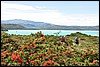 Onderweg van Refugio Grey naar Lago Pehoe, N.P. Torres Del Paine, Chili , donderdag 25 december 2008