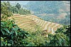 onderweg naar Quang Nguygen , Vietnam , woensdag 8 november 2006