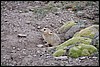 Muis tijdens tocht naar Shang Sumdo, India , vrijdag 14 september 2012