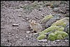 Muis tijdens tocht naar Shang Sumdo, India , vrijdag 14 september 2012