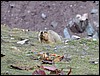 Himalaya marmot, onderweg naar Shang Sumdo, India , vrijdag 14 september 2012